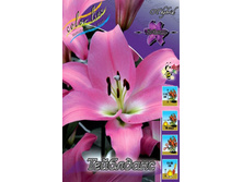 Lilium Tabledance 153,1�. �� 10��.jpg