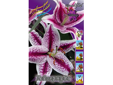 Lilium Tigerwoods 119�. �� 5��.jpg