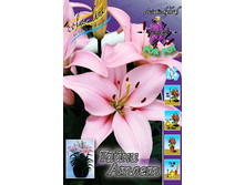 Lilium Tiny Athlete 95,4�. �� 5��.jpg