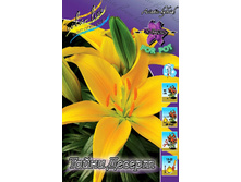Lilium Tiny Dessert 95,4�. �� 5��.jpg