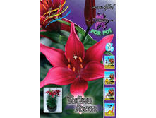 Lilium Tiny Ghost 95,4�. �� 5��.jpg