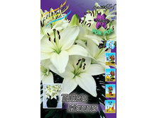 Lilium Tiny Nanny 95,4�. �� 5��.jpg