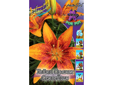 Lilium Tiny Orange Sensation 95,4�. �� 5��.jpg