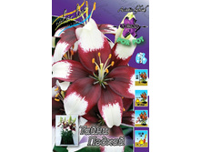 Lilium Tiny Padhye 95,4�. �� 5��.jpg