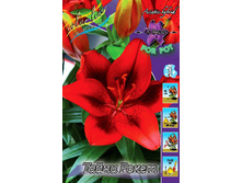 Lilium Tiny Rocket 95,4�. �� 5��.jpg