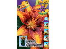 Lilium Tiny Sensation 95,4�. �� 5��.jpg