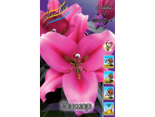 Lilium Tormore 225,4�. �� 10��.jpg