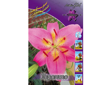 Lilium Toronto 147,8�. �� 10��.jpg