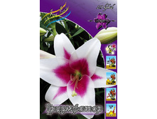 Lilium Triumphator 126,8�. �� 10��.jpg