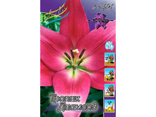 Lilium Tropic Diamond 121,6�. �� 10��.jpg