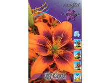 Lilium Two Some 188,7�. �� 10��.jpg