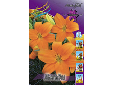Lilium Wendy 158,3�. �� 10��.jpg