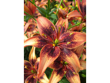 Lilium Whistler NEW 216�. �� 10��.jpg