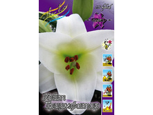 Lilium White Triumphator 132,1�. �� 10��.jpg