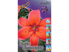 Lilium Wine Electric 116,4�. �� 5��.jpg