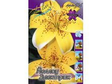 Lilium Yellow Electric 116,4�. �� 5��.jpg