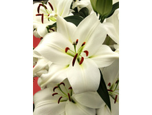 Lilium Zambesi NEW 129,5�. �� 5��.jpg