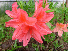 S73R4493.JPG
