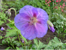 S73R4504.JPG