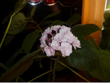 P1000629.JPG