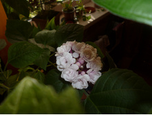 P1000630.JPG