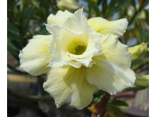 Yellow Series Adenium.jpg