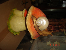 DSC02456.JPG