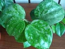 Hoya balaensis Splash- ��������