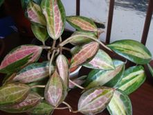 macrophylla Pot of Gold