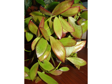 hoya collina