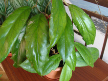 Hoya vitellinoides