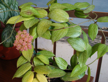 fitchii