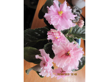 Souter Delight