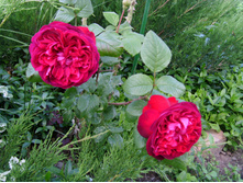 S73R4682.JPG