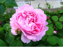 S73R4687.JPG
