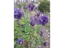 20130601_194656.jpg