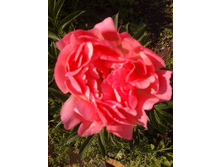 20130608_160633.jpg