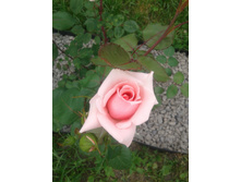 20130612_140259.jpg