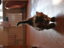 dsc0152.JPG