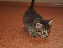 dsc0153.JPG