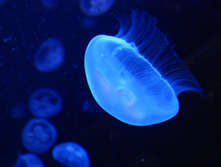 DSC08732.JPG