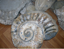 SDC11486.JPG