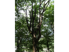DSCF1604.JPG