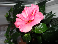 DSCN4077.JPG