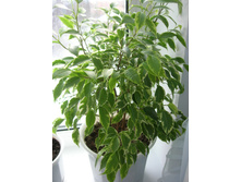 DSCN2243.jpg