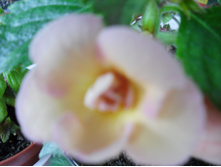 SDC13046.JPG