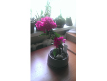 2013-06-19 15.50.33.jpg