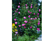 rose.jpg