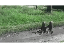 ������.gif