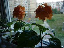P1110330.JPG